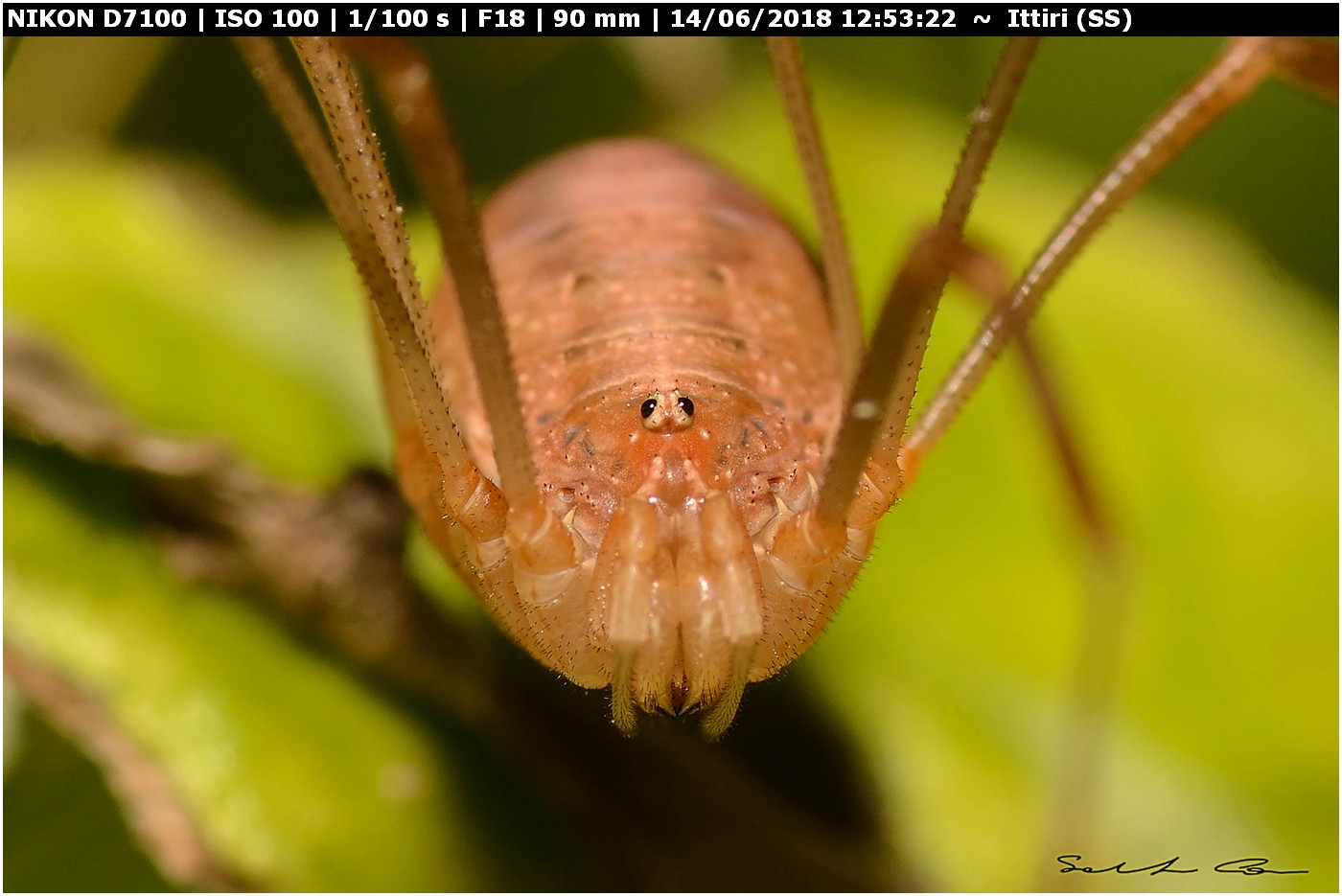 Opilio canestrinii (Thorrel, 1876) famiglia Phalangiidae.